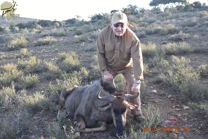 Cull Hunting Blue Wildebeest