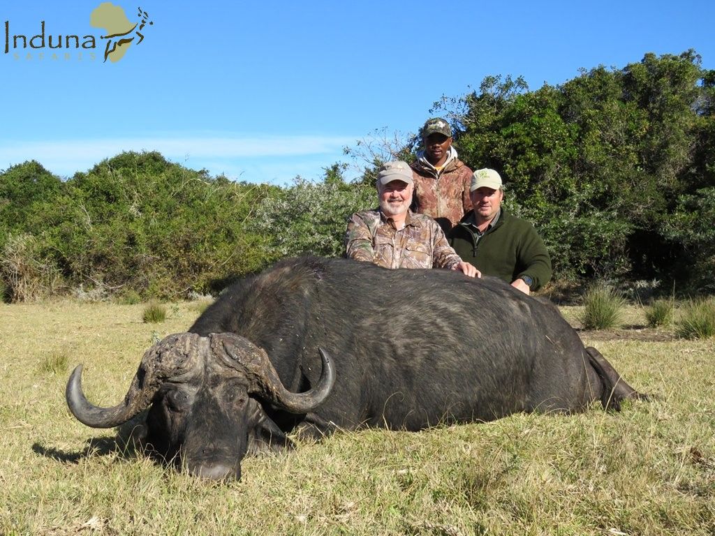 Hunting cape buffalo - Coleman