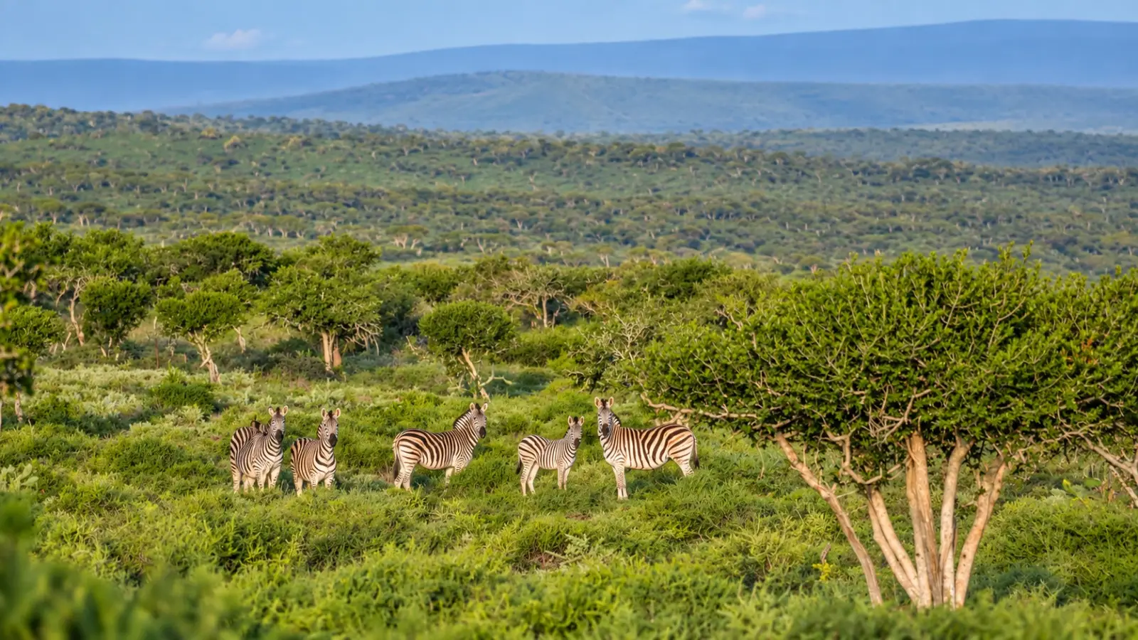 Induna Safaris About Us